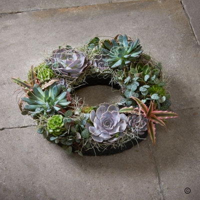 `Succulent Planter Wreath